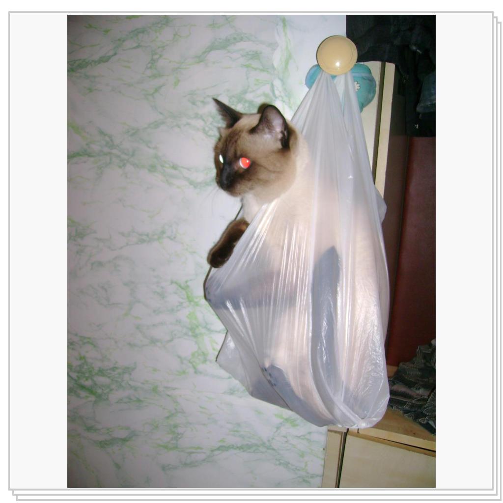 пакетированный котик :)