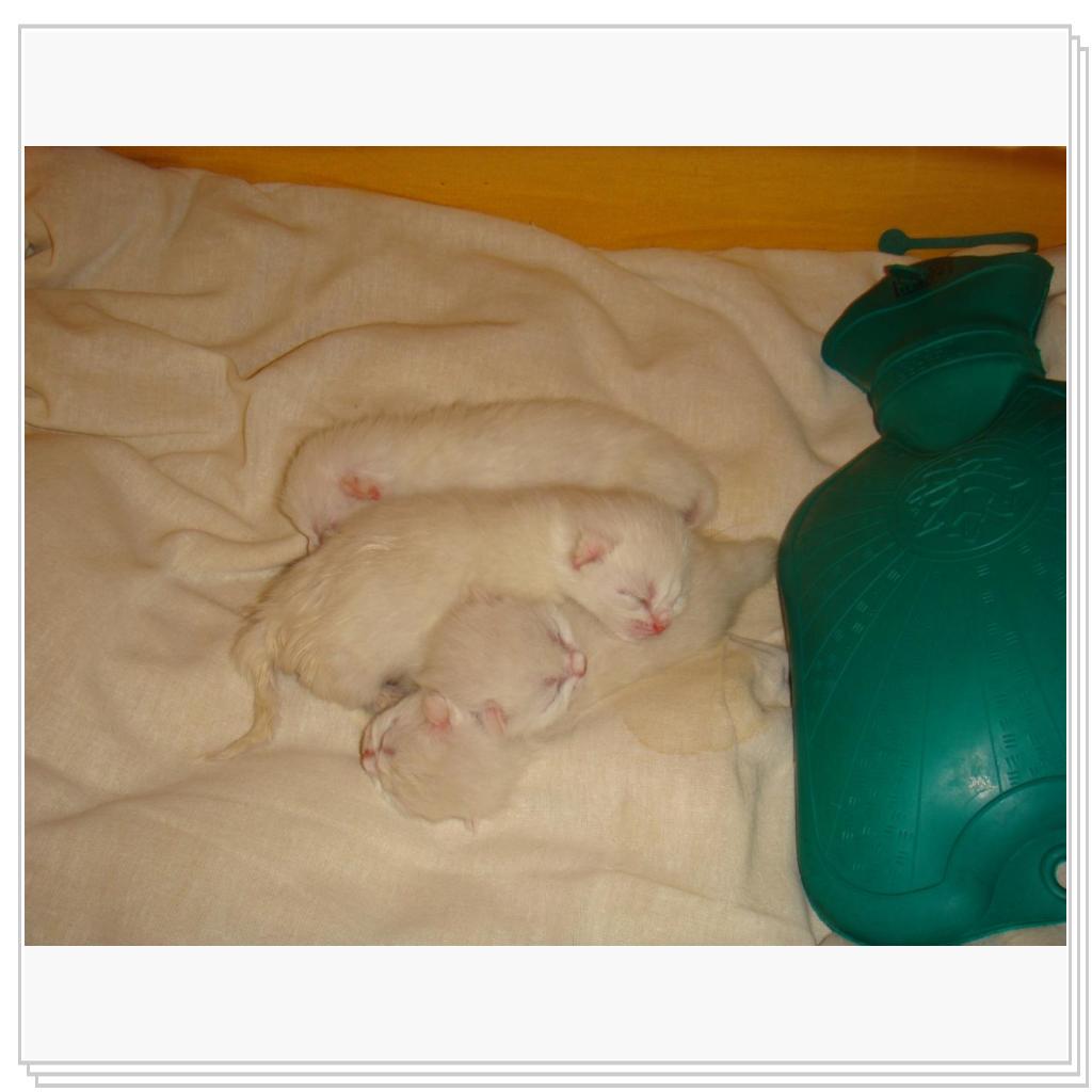 Вот оно - чудо!