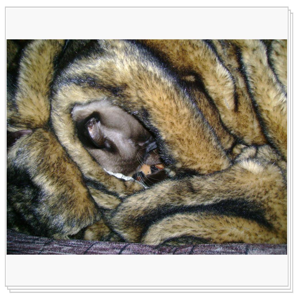 найдите меня (мимикрия!)