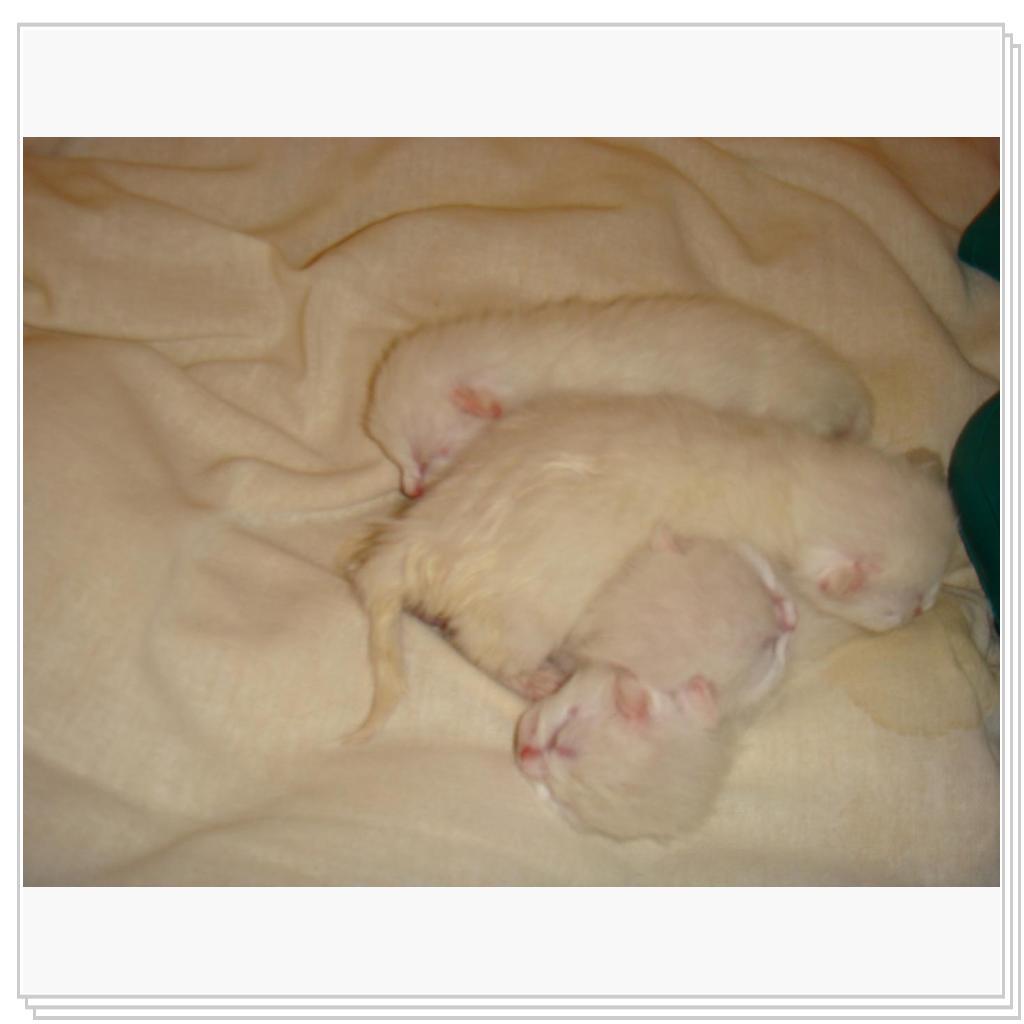 Ну как их можно не любить!