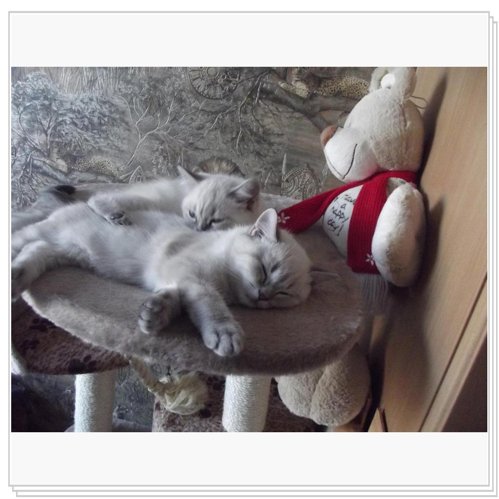 Спят усталые котятки))