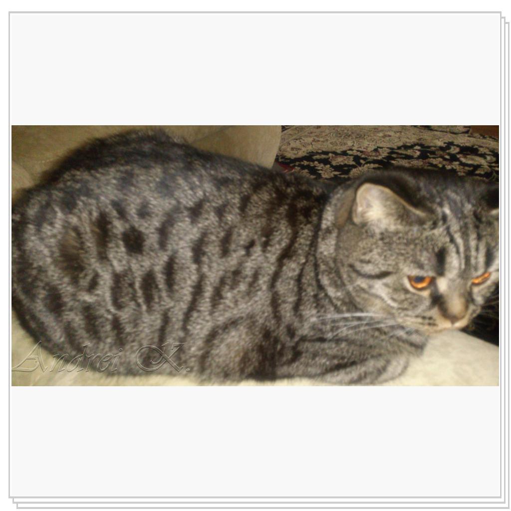 Шотландская кошка. Мила