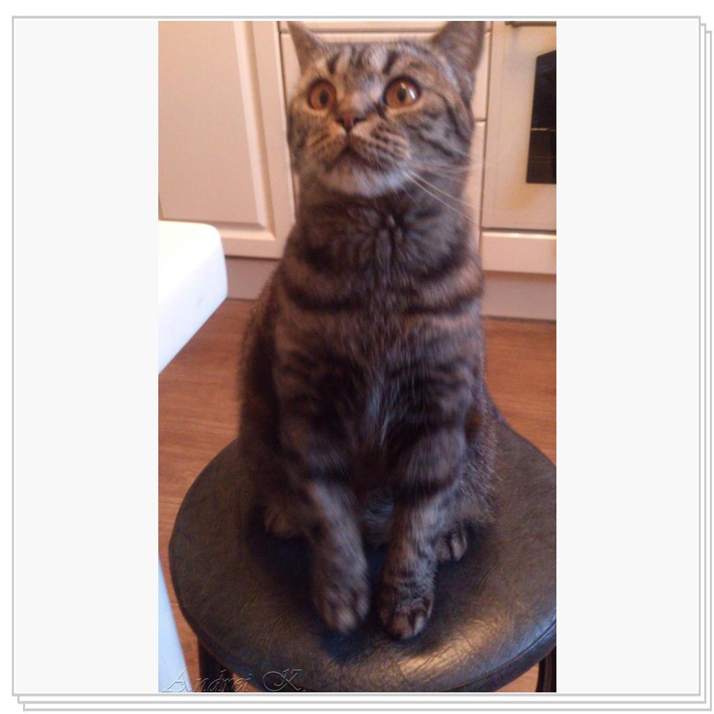 Шотландская кошка. Мила