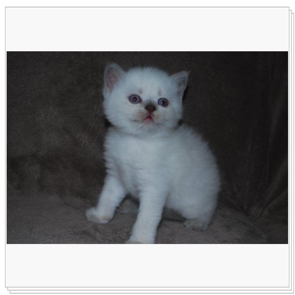 Питомник EMBERY