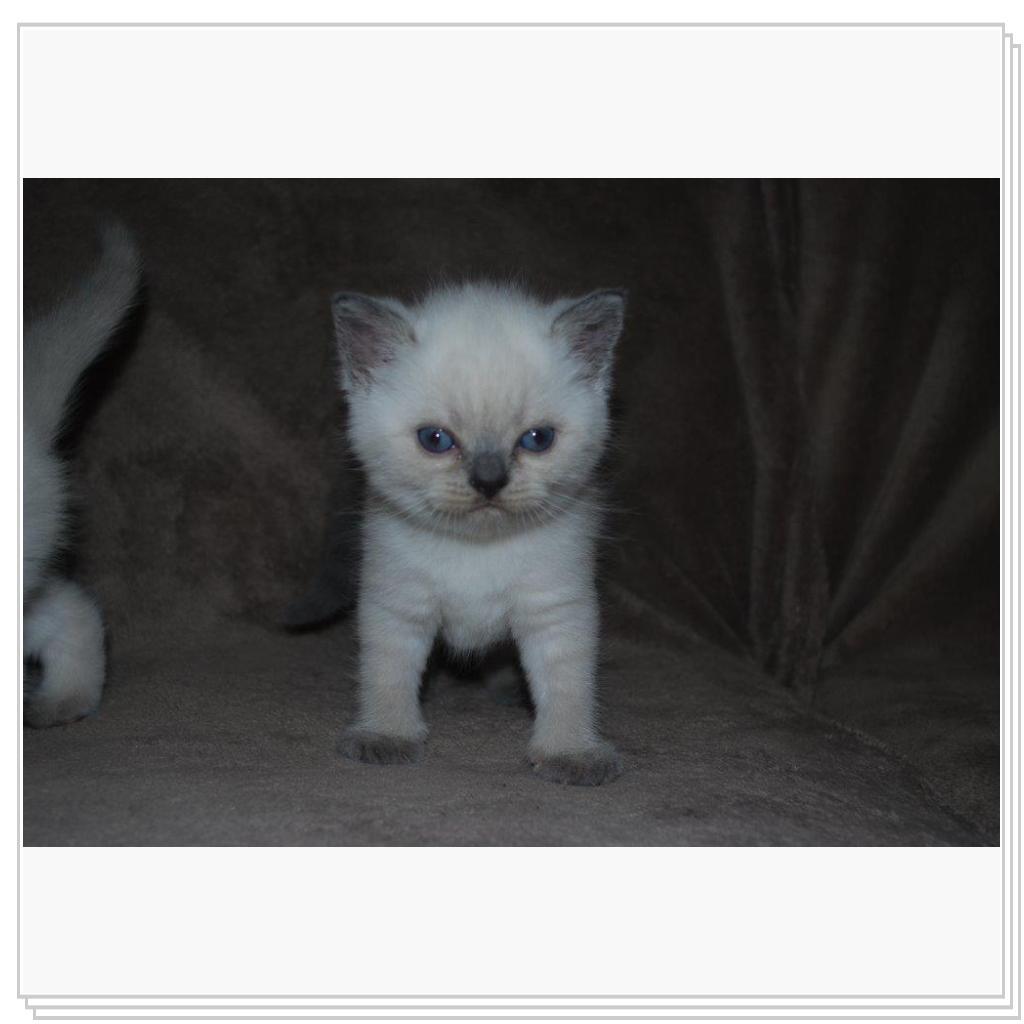 Питомник EMBERY