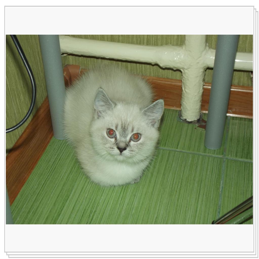 Уже подросшая дочка Моти- Умка