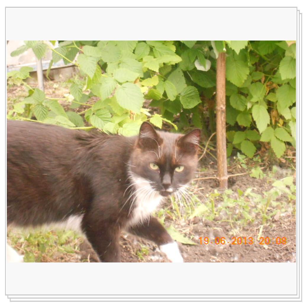 Мои Котэ С Дачи