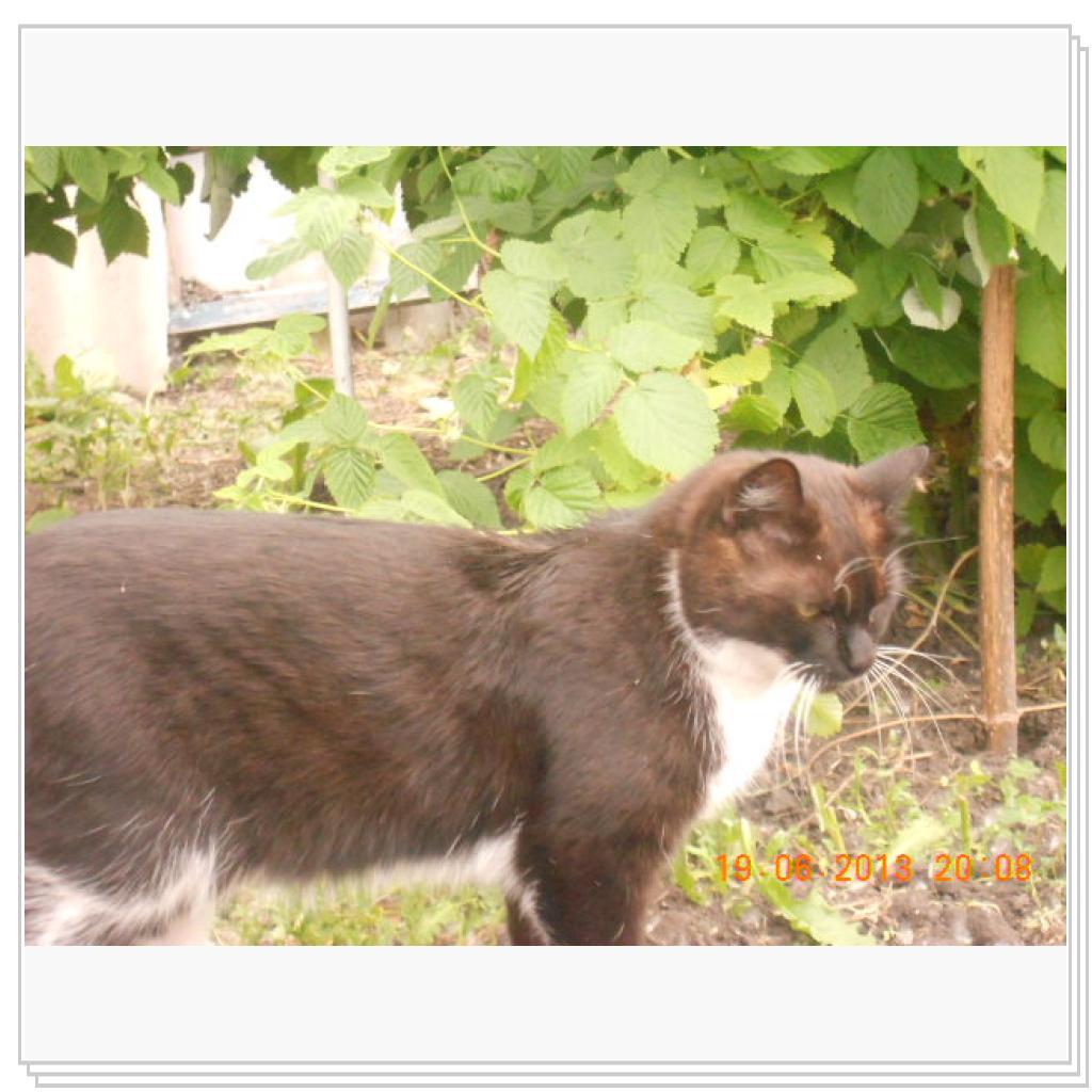 Мои Котэ С Дачи