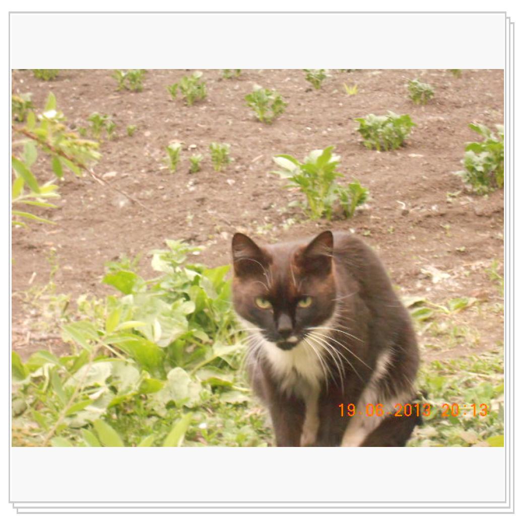 Мои Котэ С Дачи