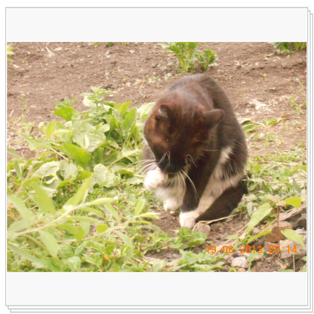 Мои Котэ С Дачи