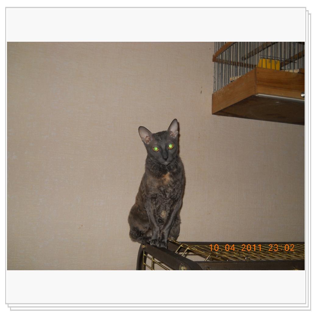 Сижу как свечка, птиц караулю!