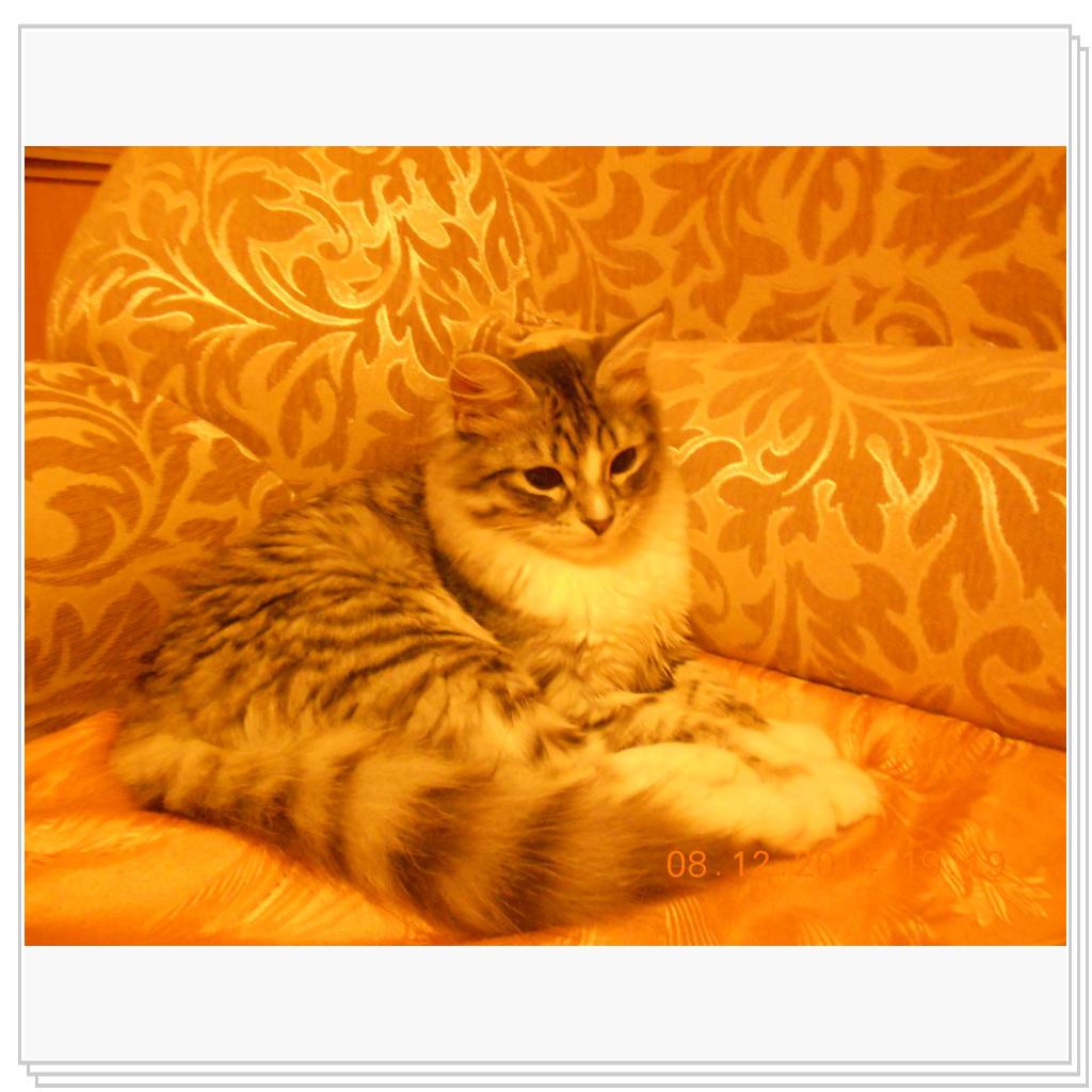 Моё мяучило