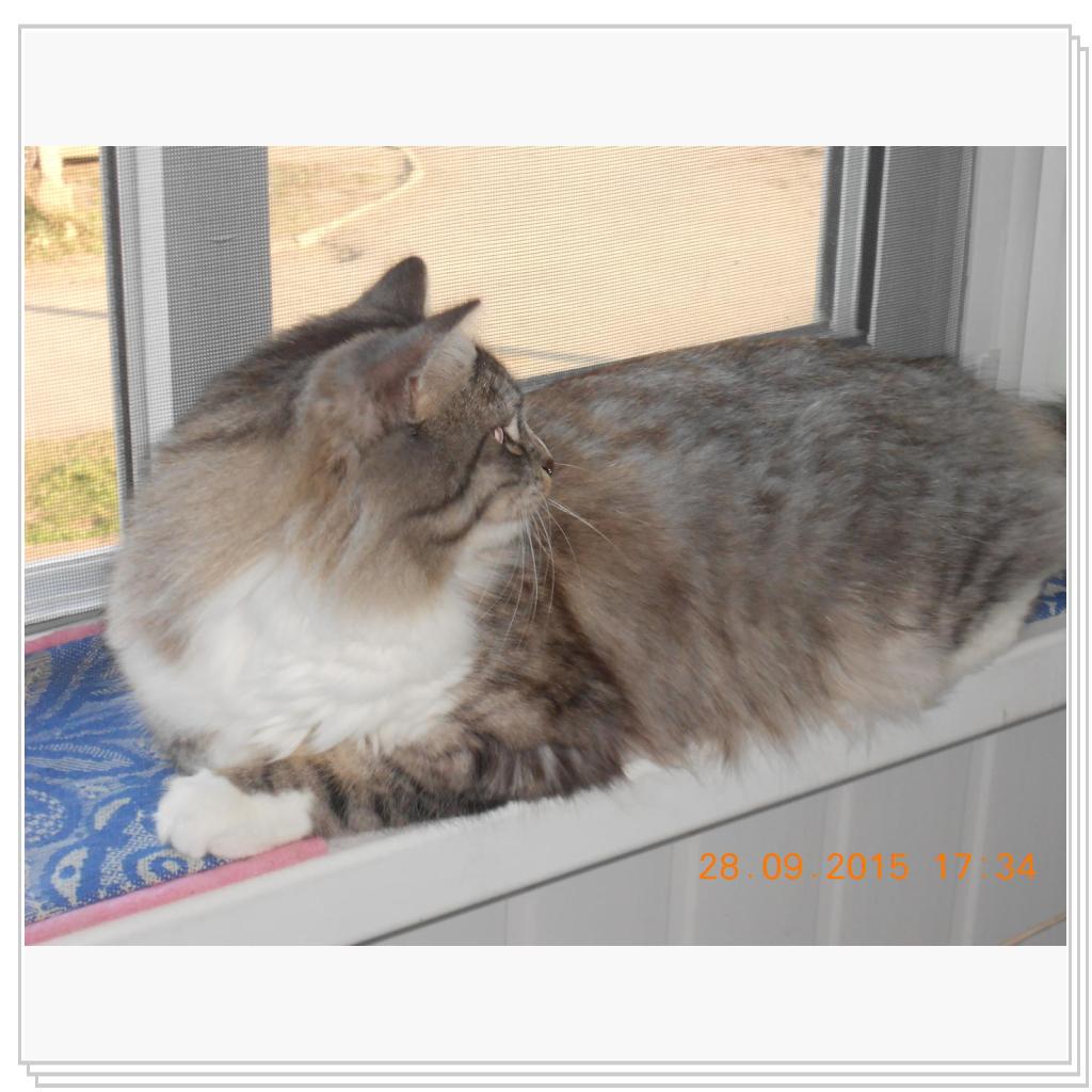 Тишка вот он