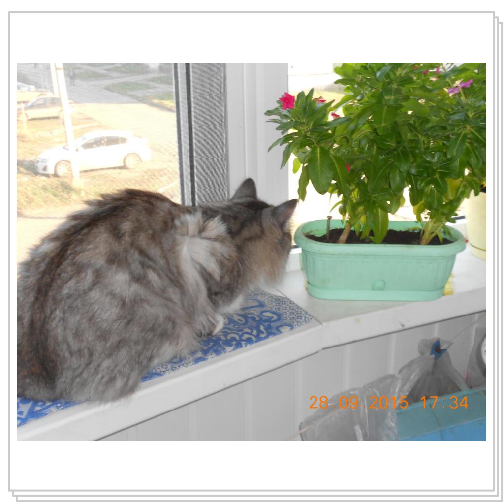 Вот Тишка вам