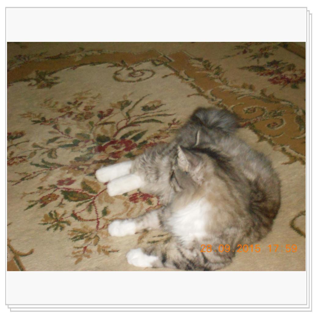 Тишка вот он