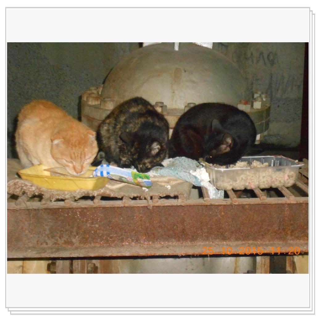 Кошки с теплотрассы