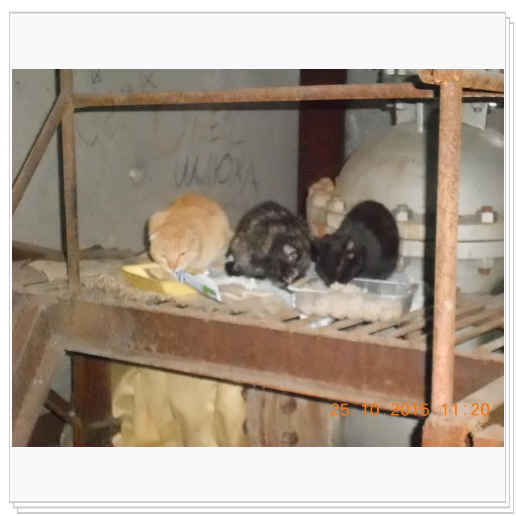 Кошки с теплотрассы