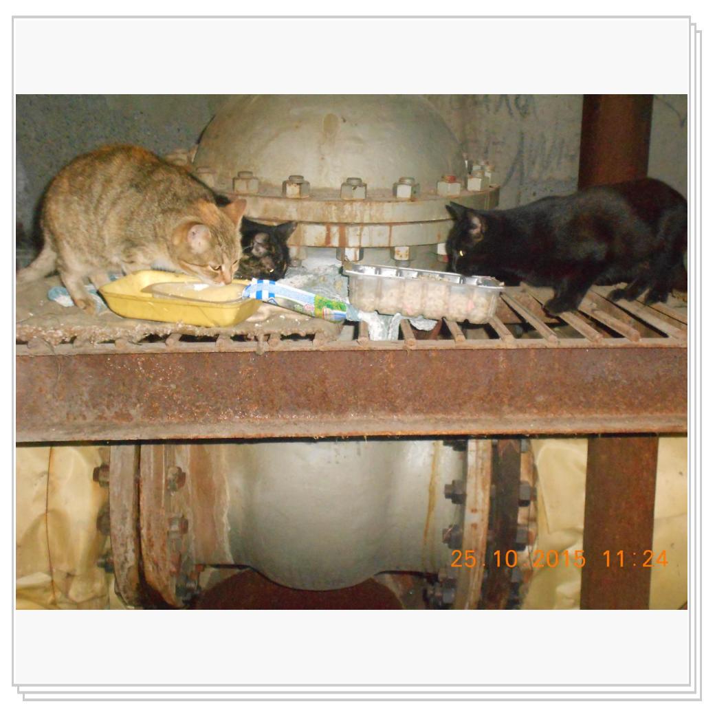 Кошки с теплотрассы