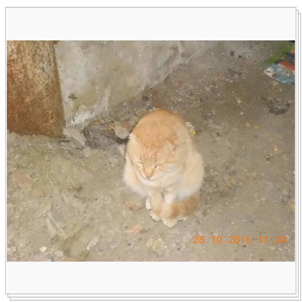 Кошки с теплотрассы