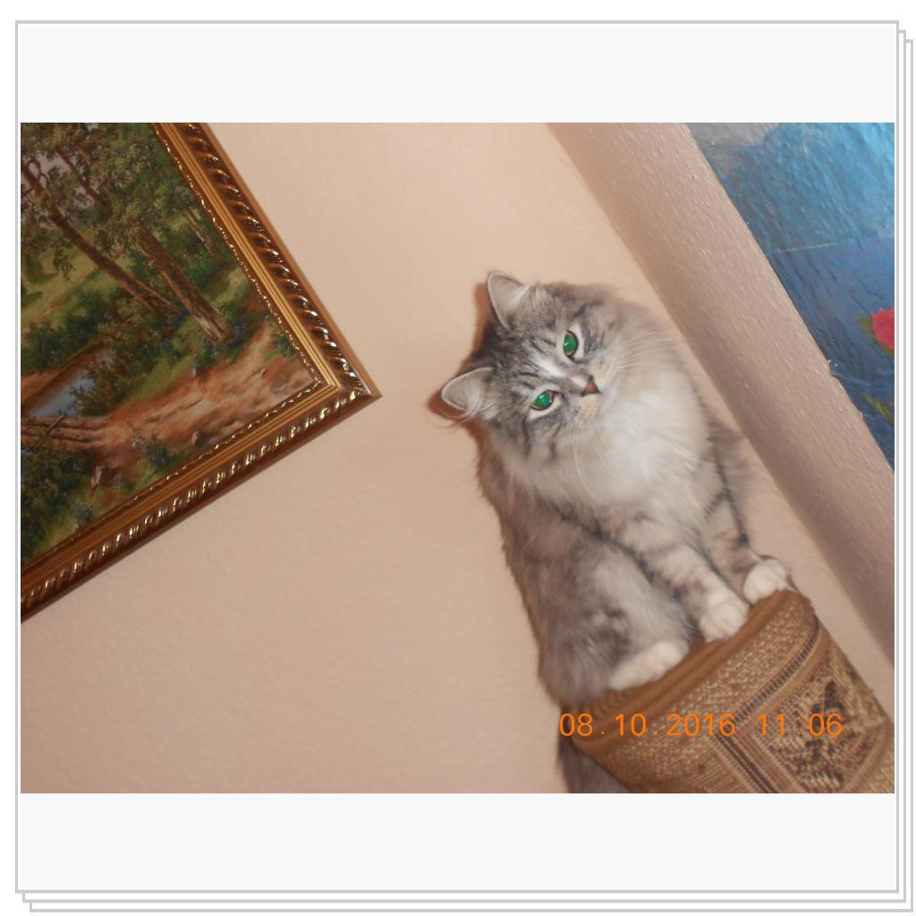 Тишка новые фото