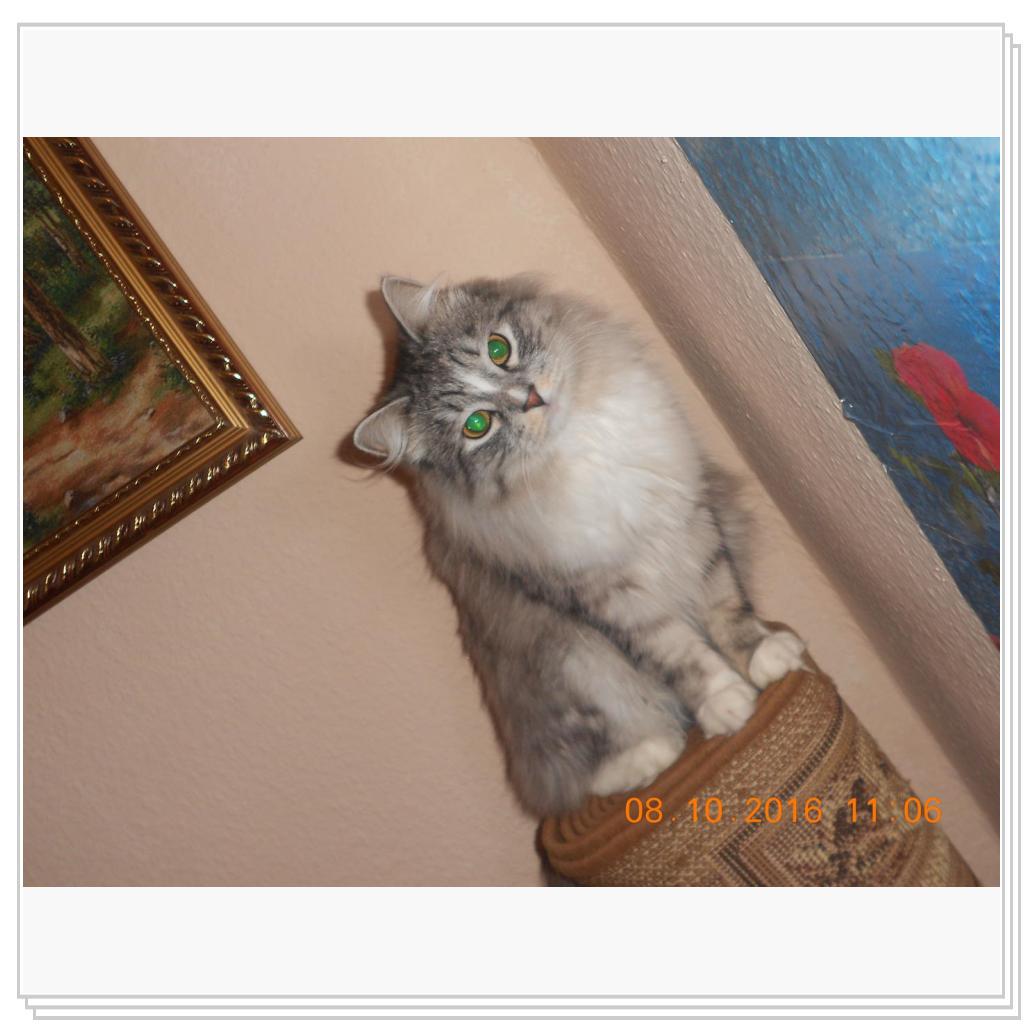 Тишка новые фото