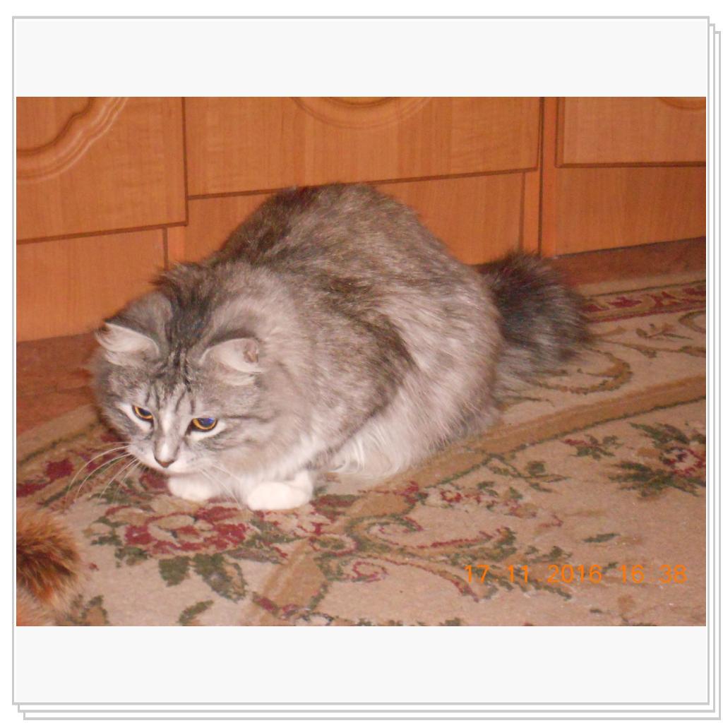 Тишка новые фото