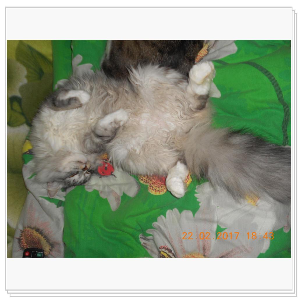 Тишка новые фото