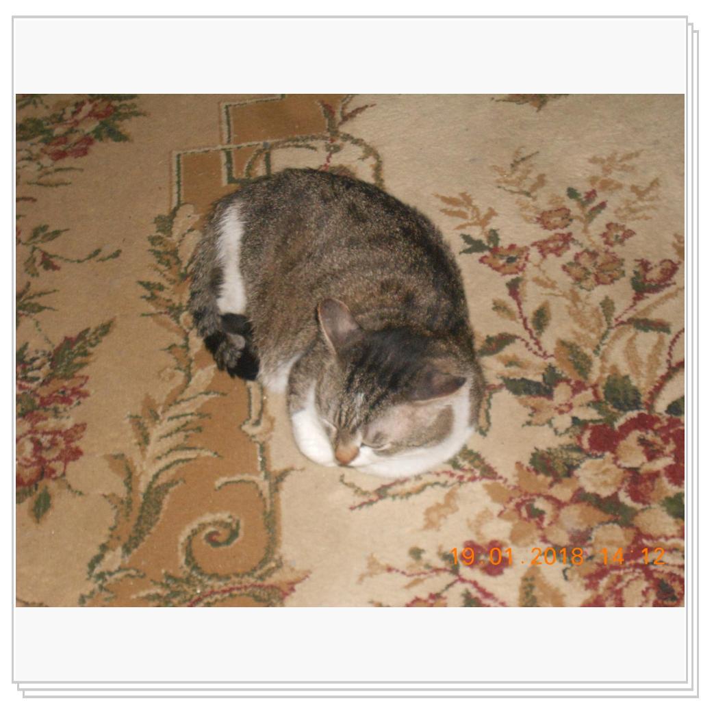 Барсик дед.