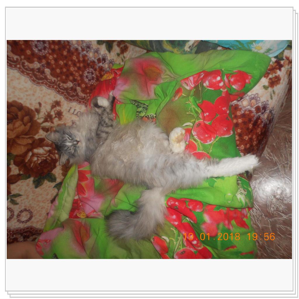 Мои котишки