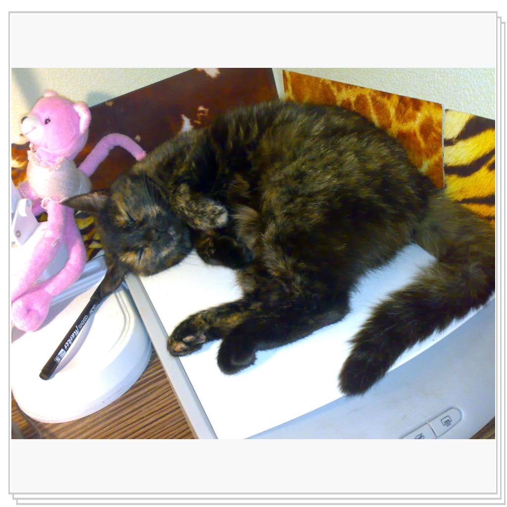 Мои питомцы