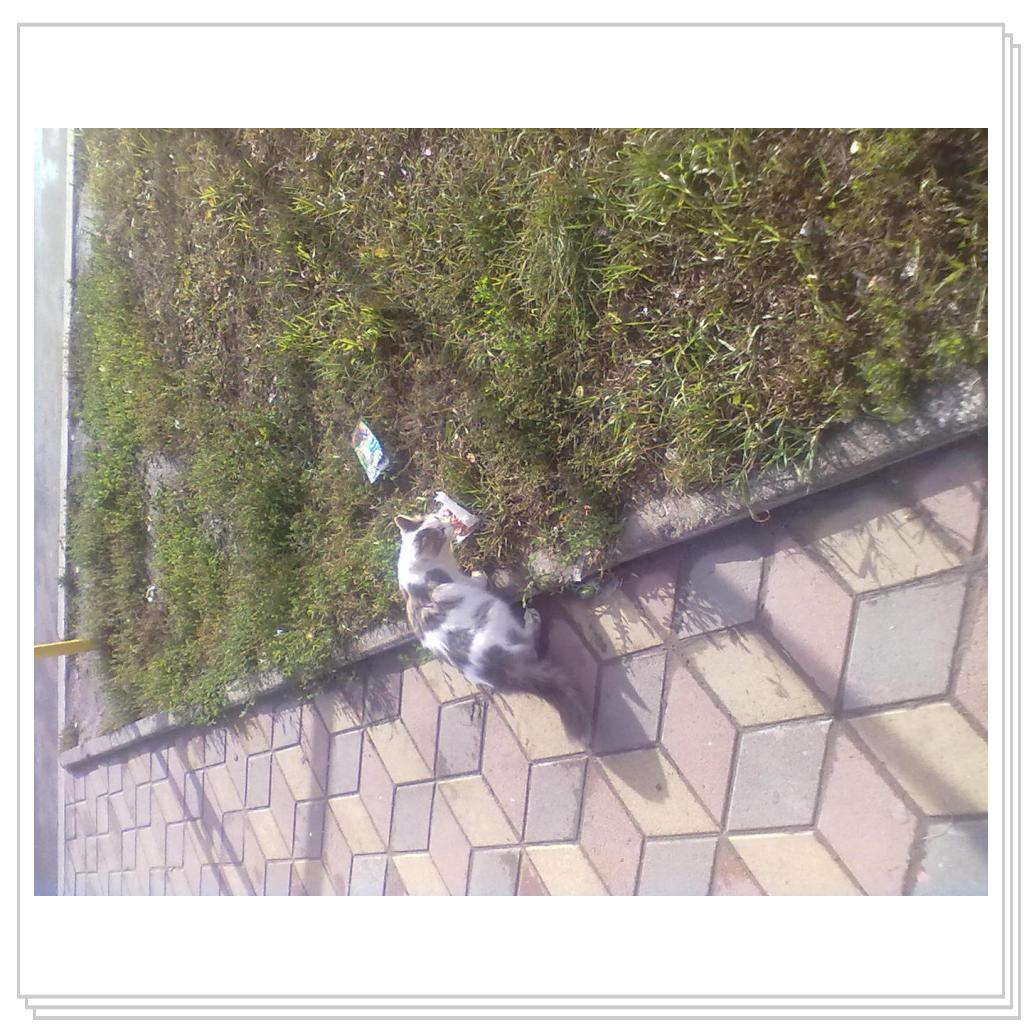 Бездомные Кошки