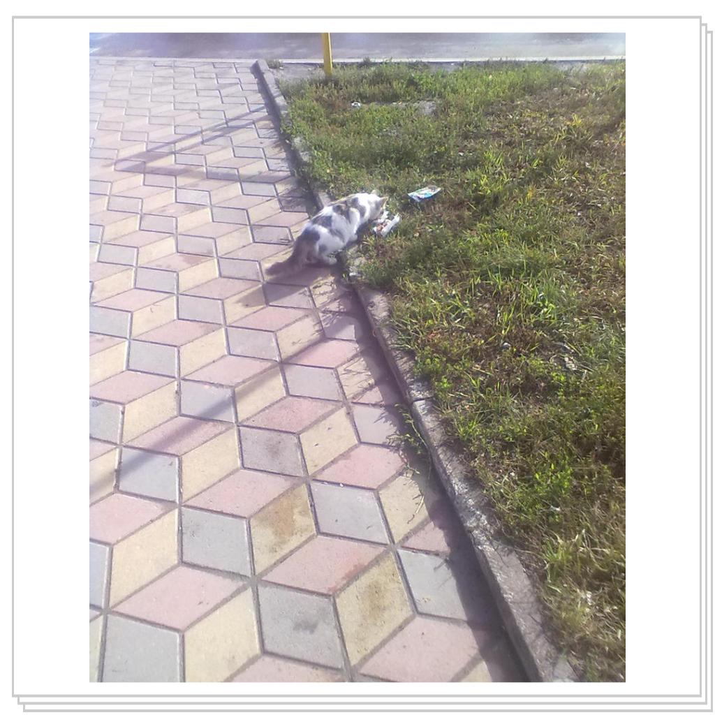 Бездомные Кошки