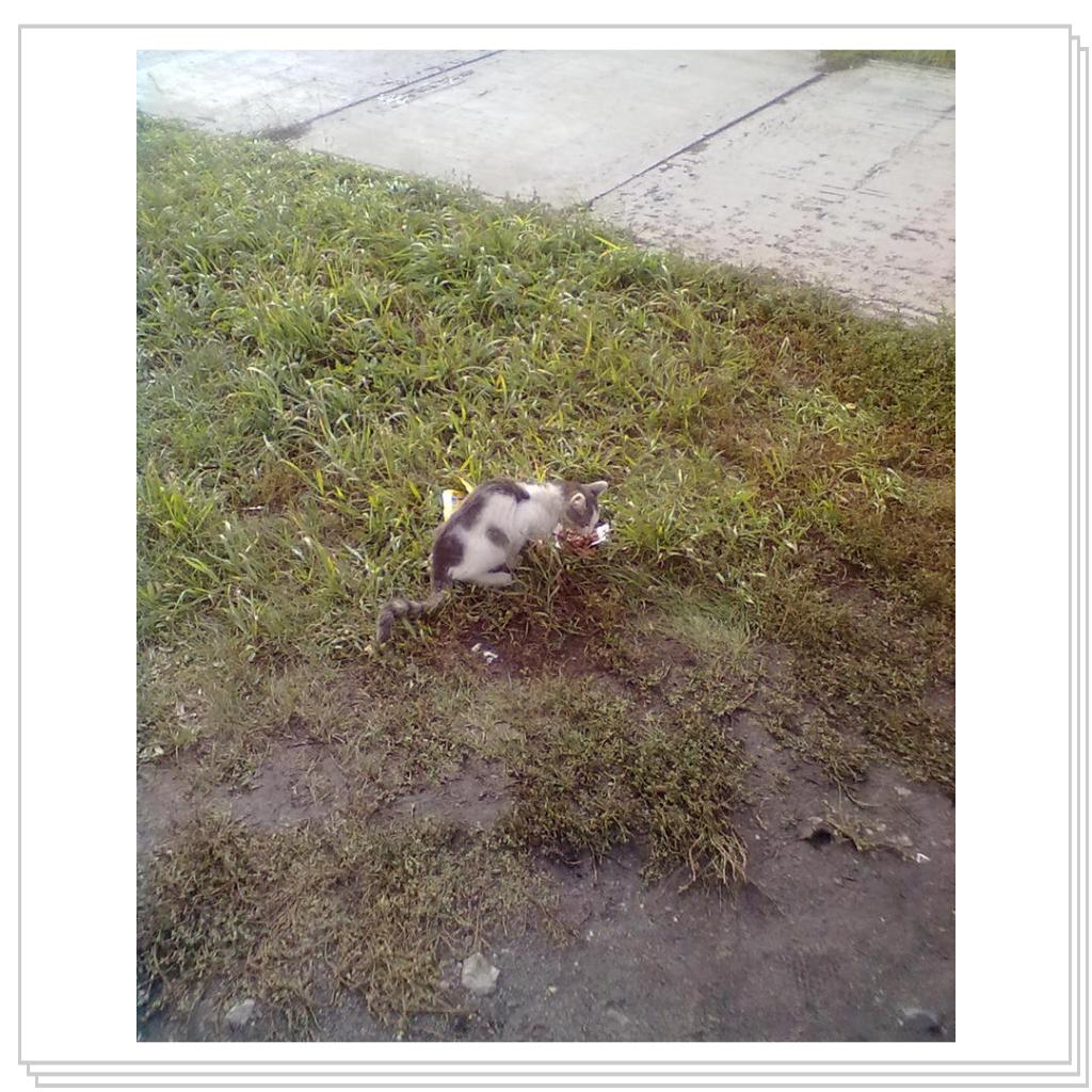 Бездомные Кошки