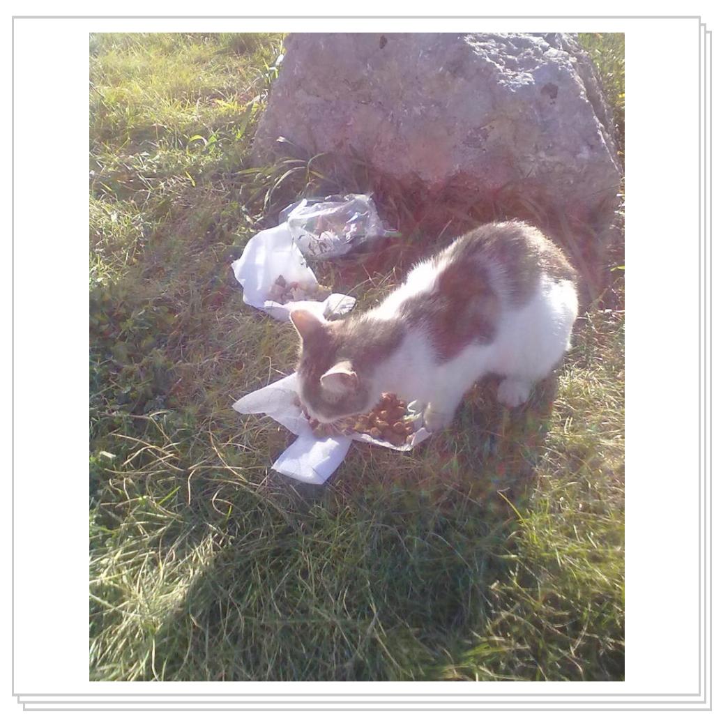 Бездомные Кошки