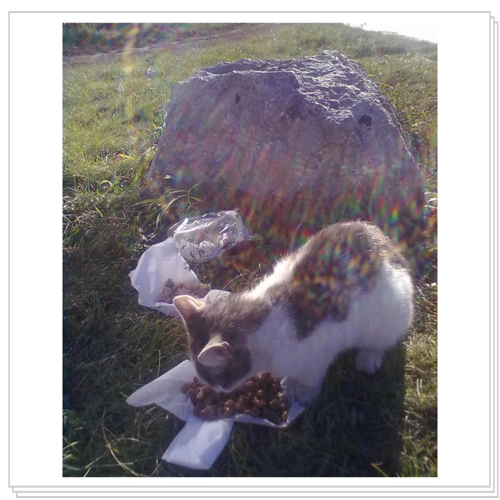 Бездомные Кошки