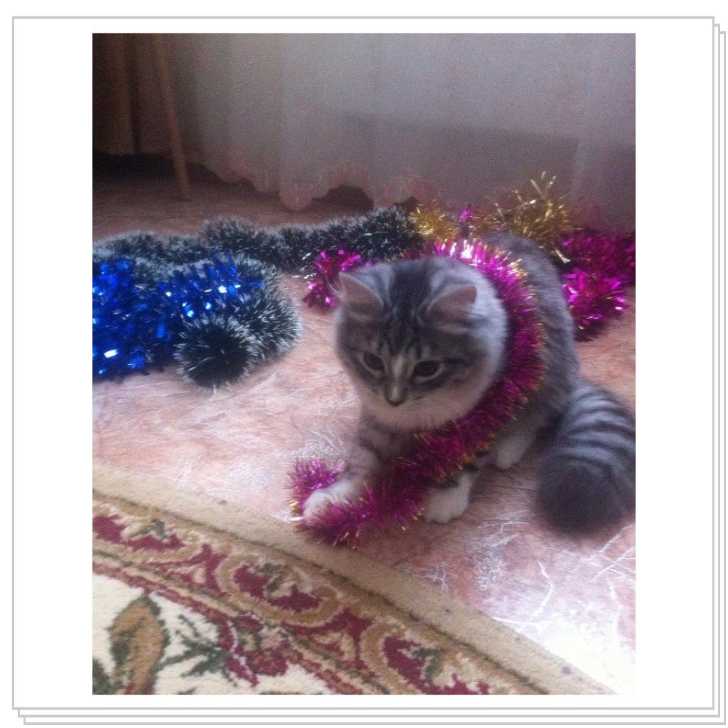 С Новым Годом мяууу