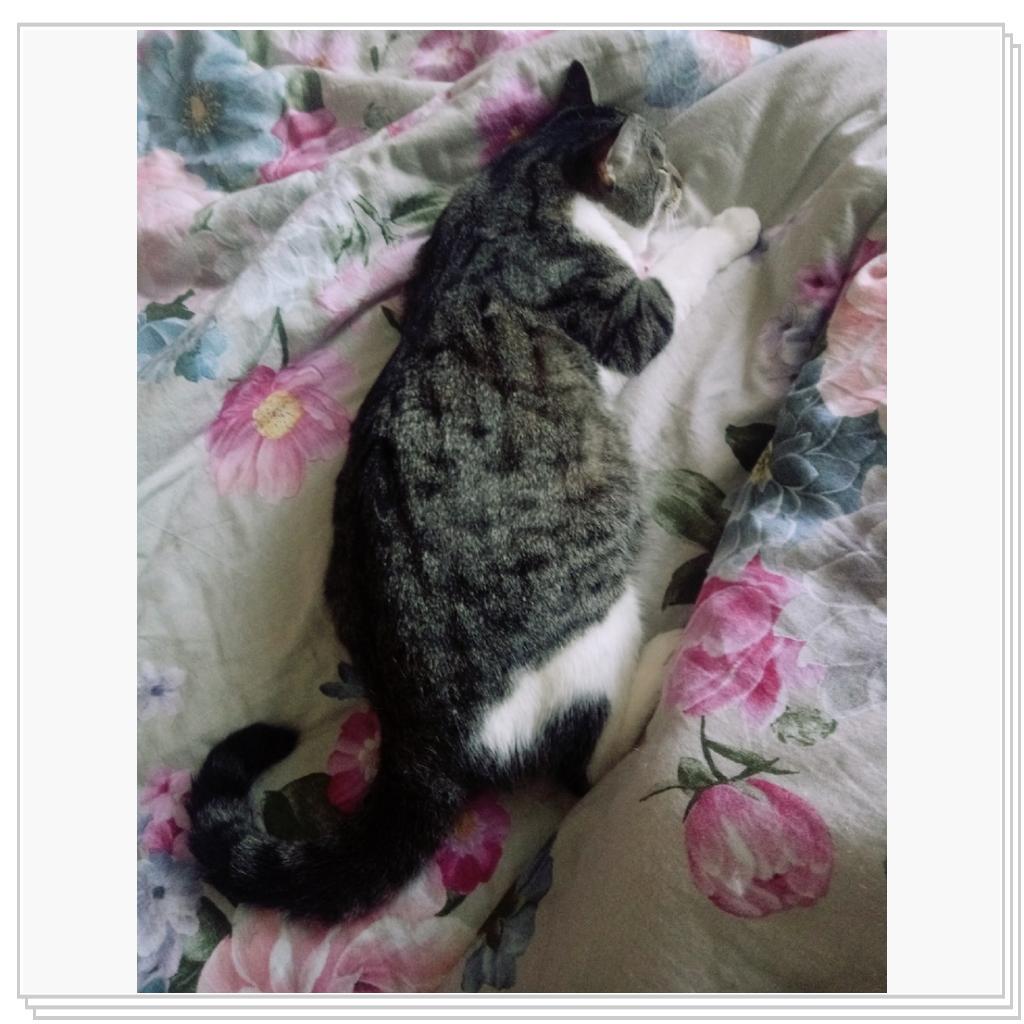 Тихон и Барсик