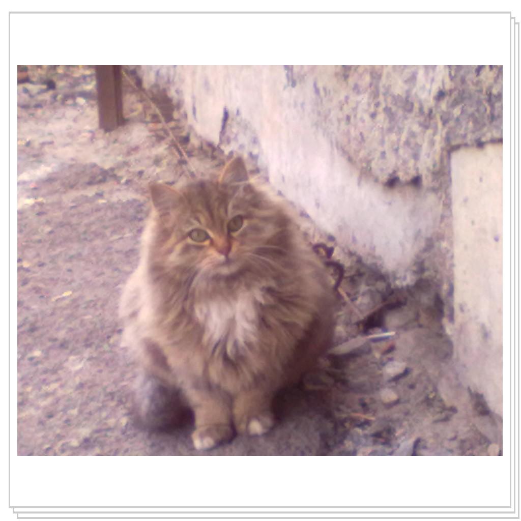 Шикарный котёнок