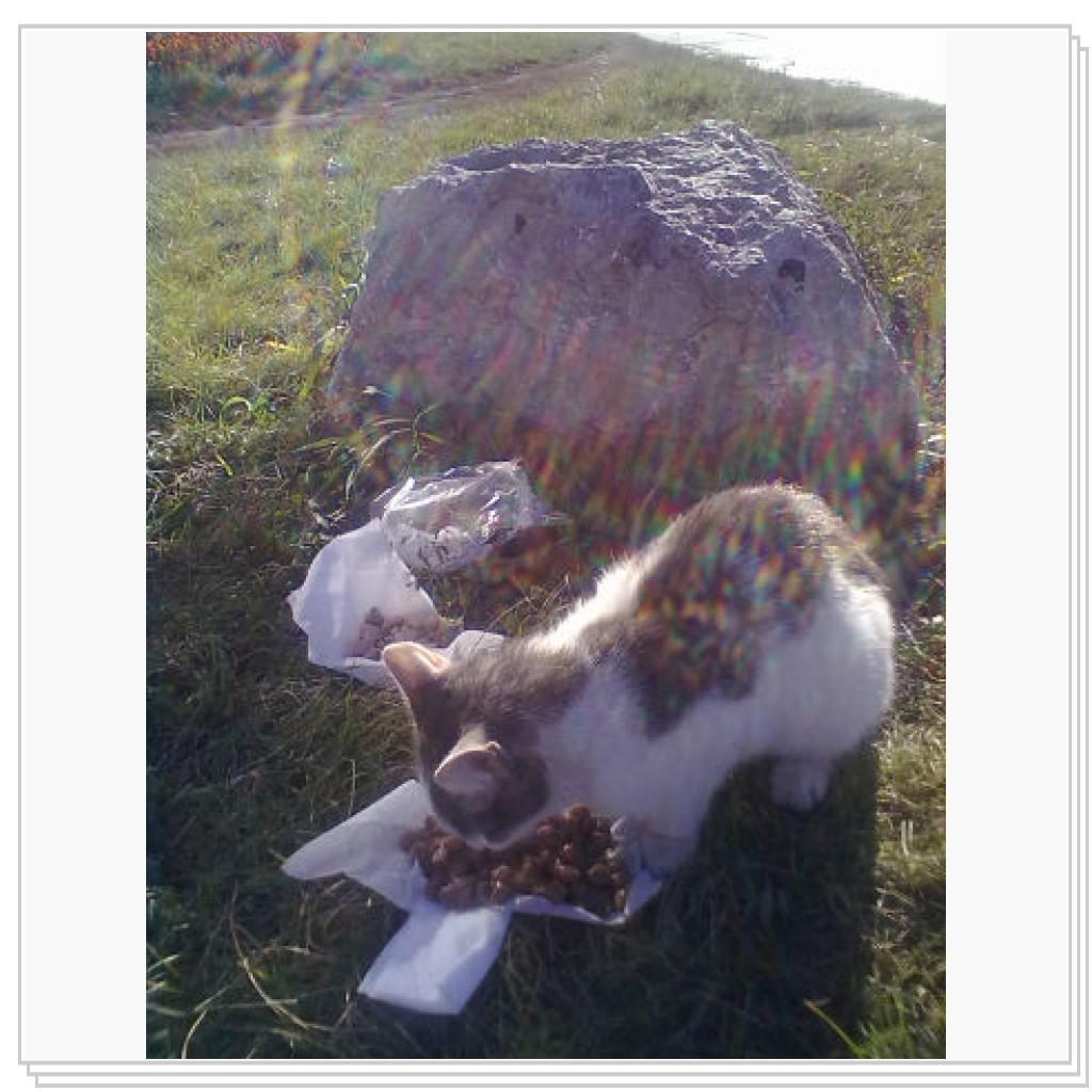 Мои Подопечные