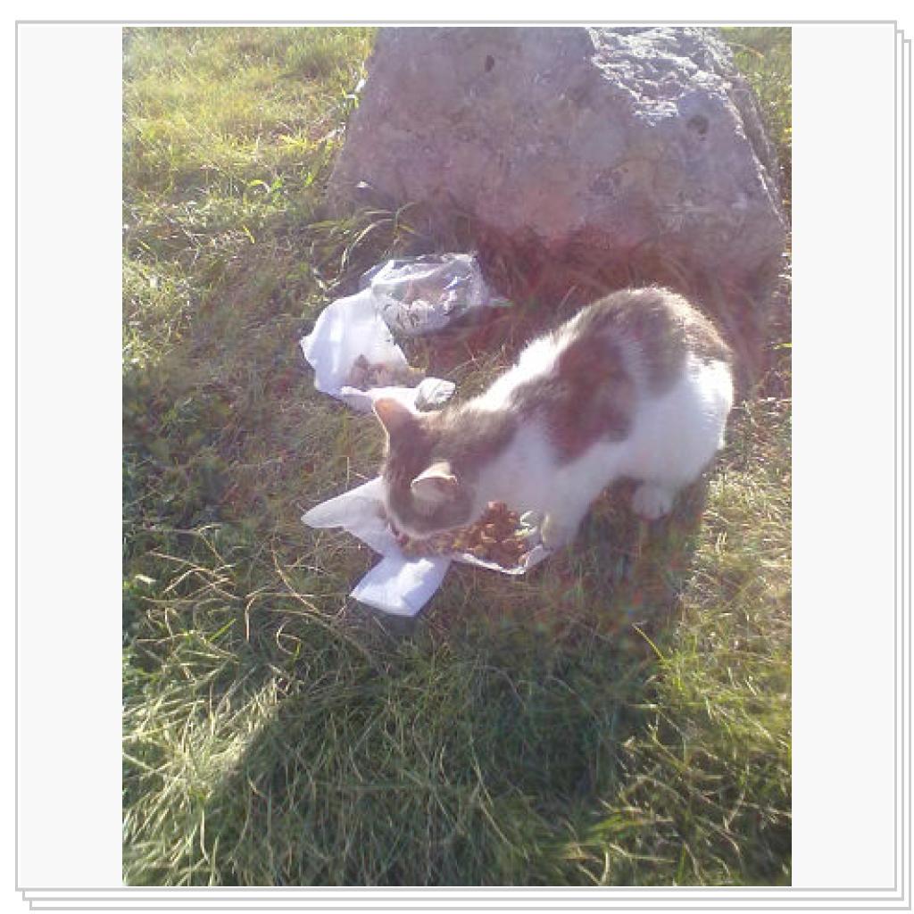 Мои Подопечные