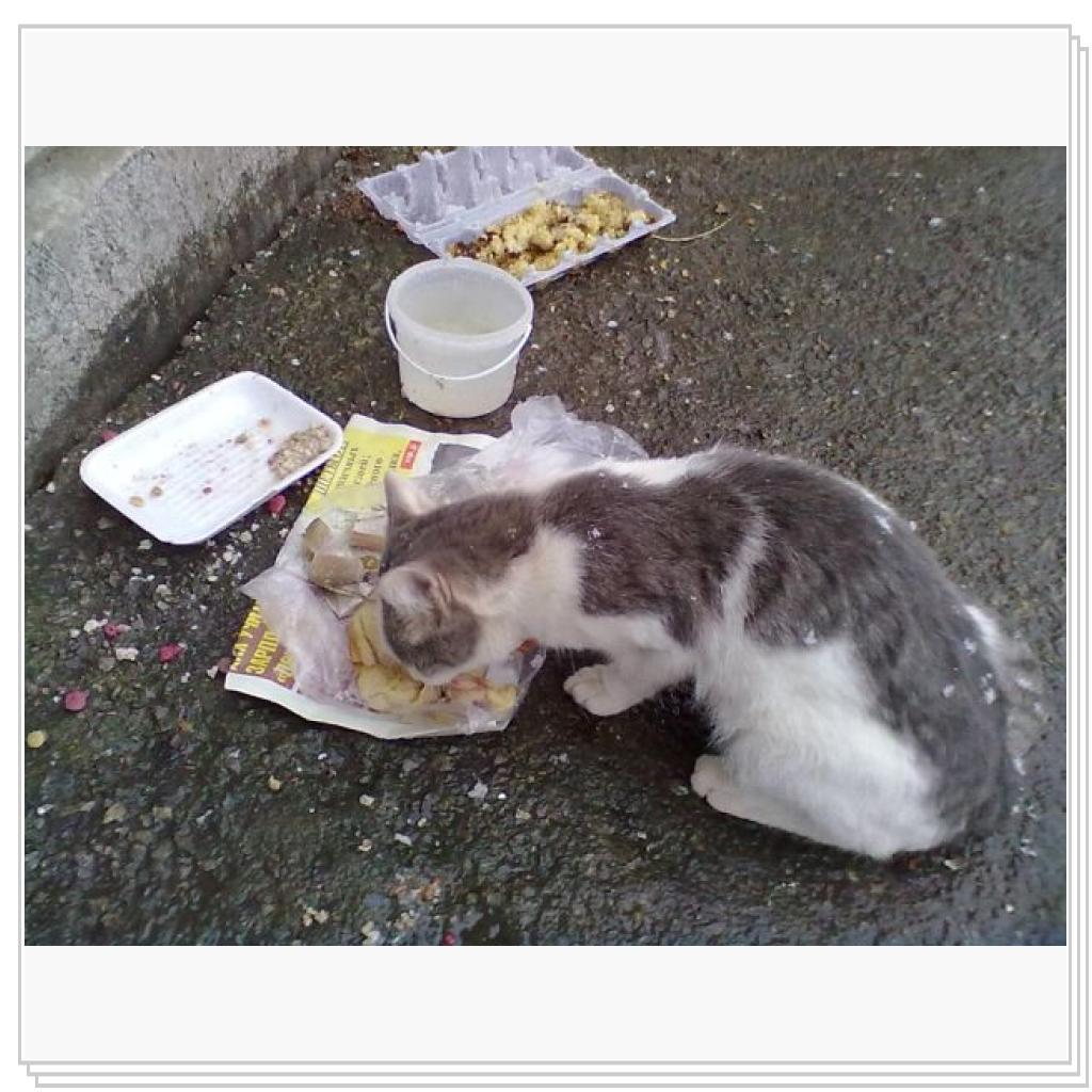 Мои Подопечные