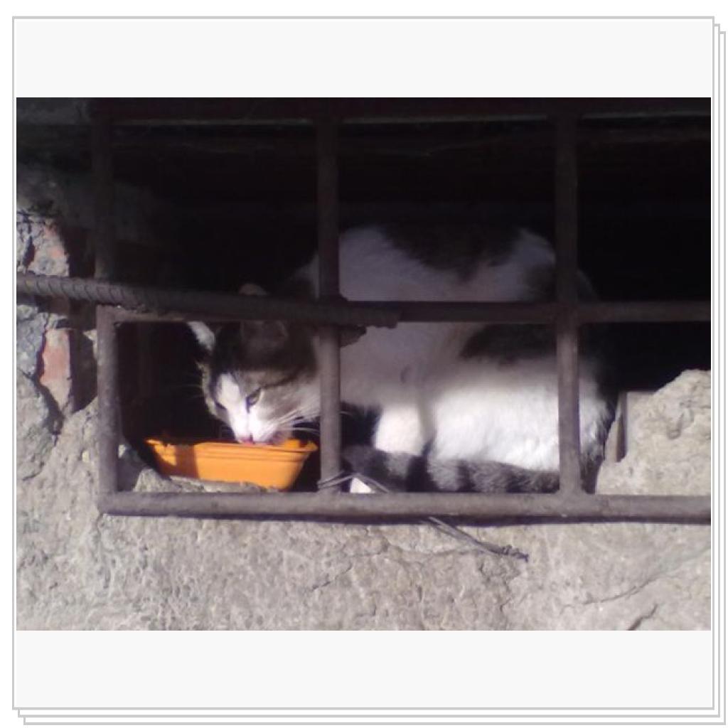 Мои Подопечные