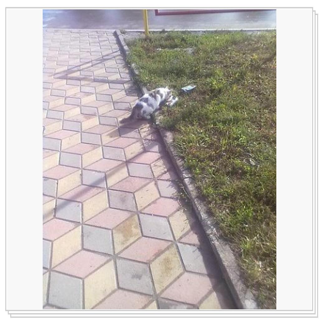 Мои Подопечные