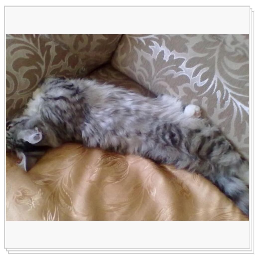 Моё мяучило