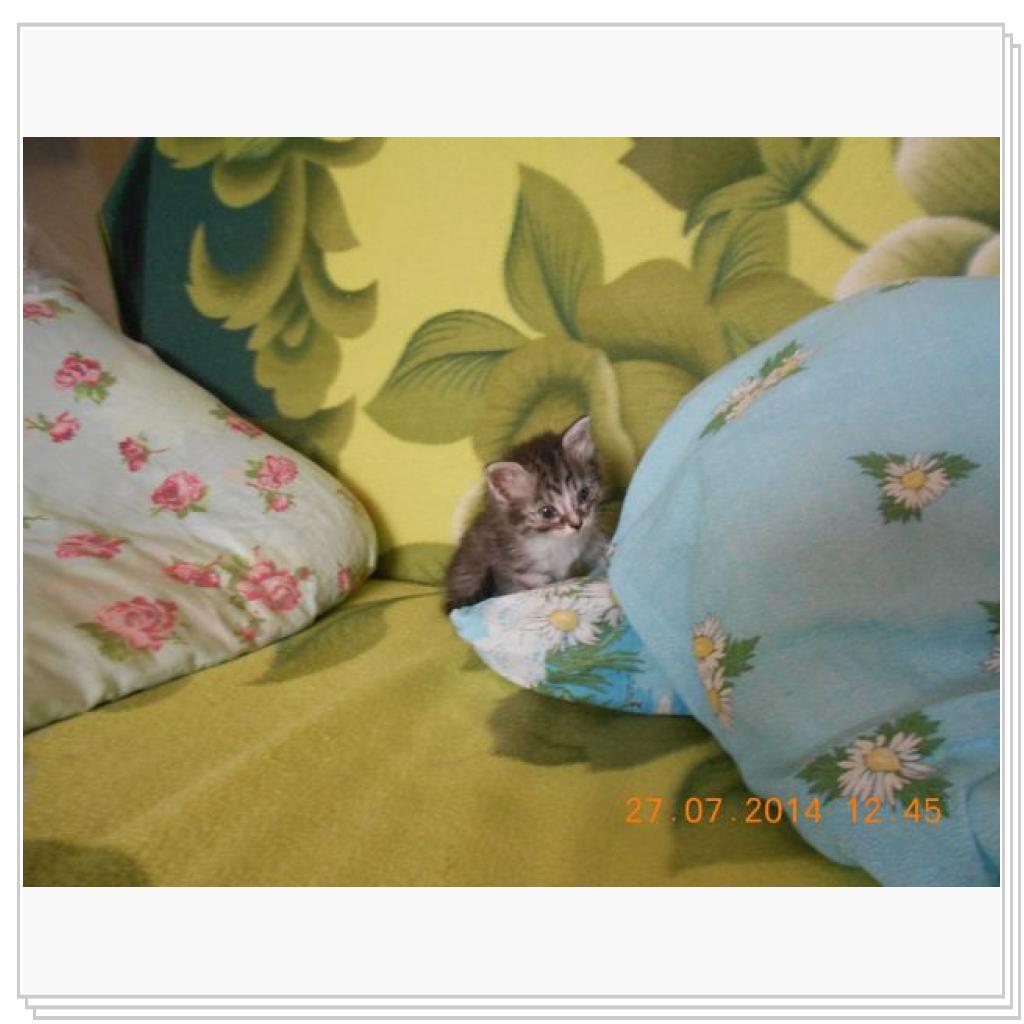 Дашенька чудо котёнок