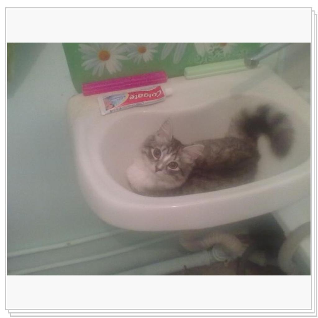 Моё мяучило