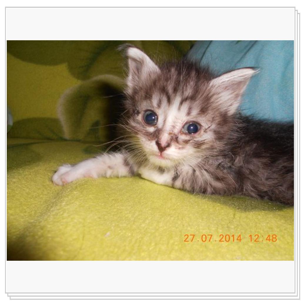 Дашенька чудо котёнок