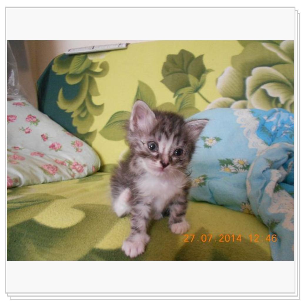 Дашенька чудо котёнок