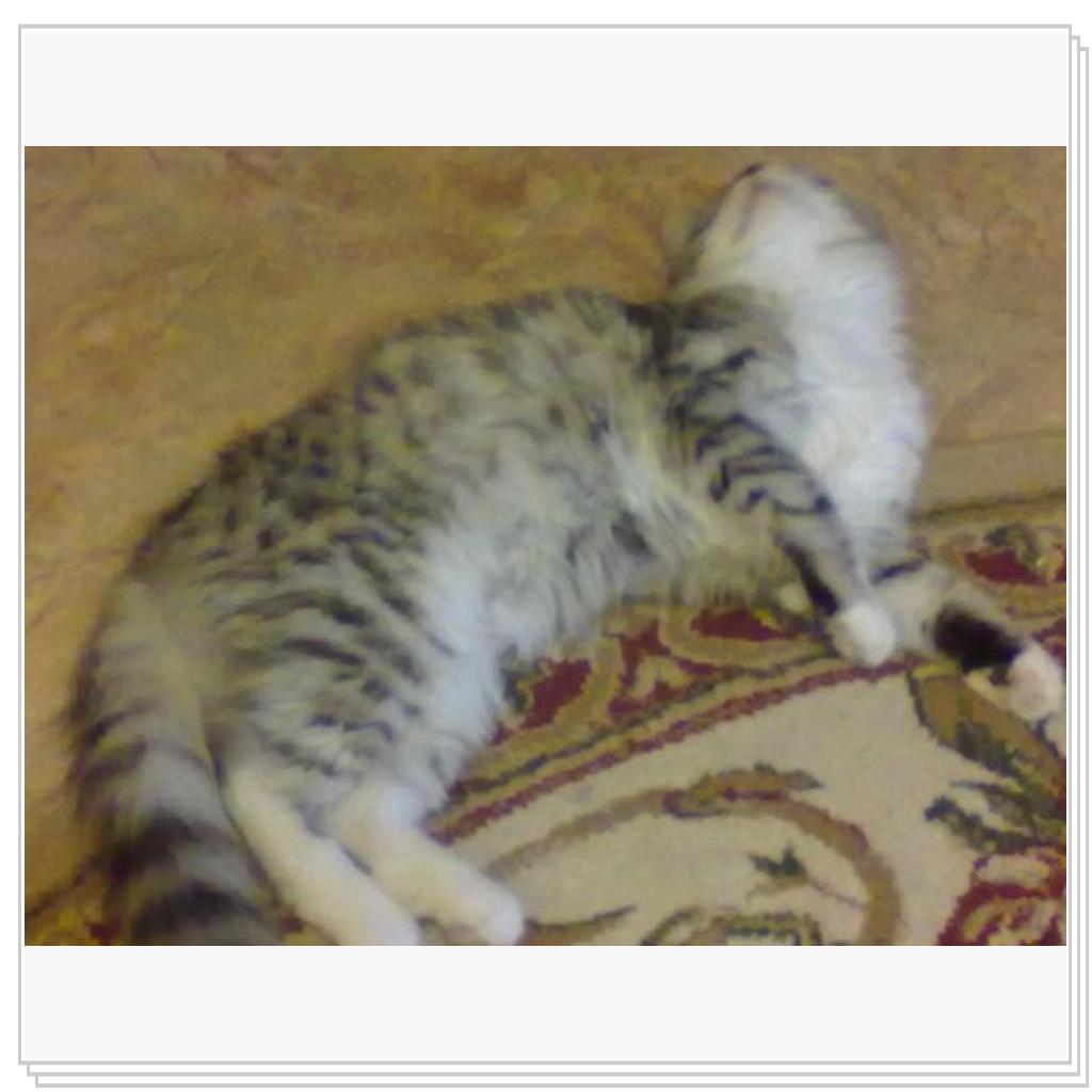 Моё мяучило