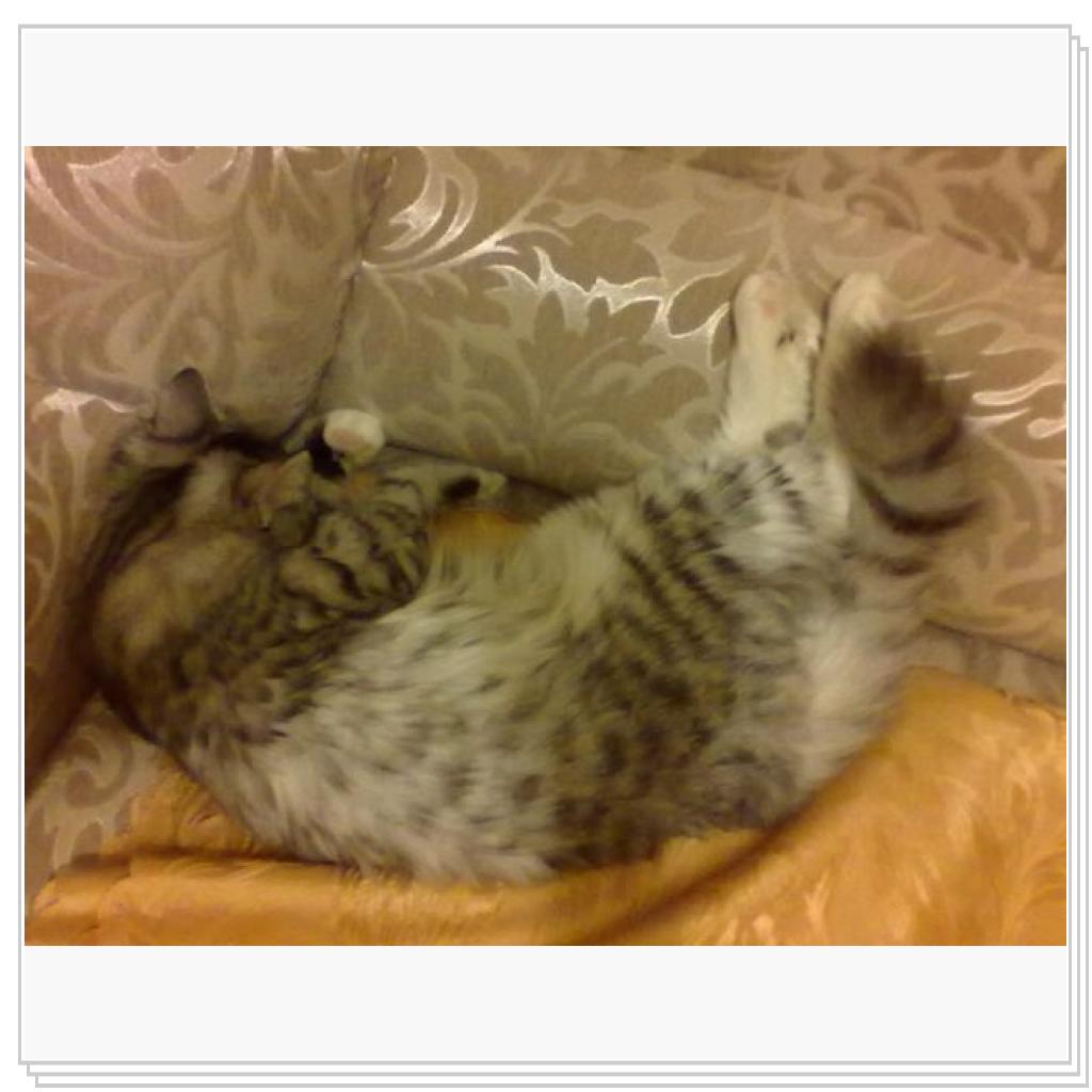 Моё мяучило